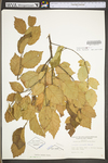 Corylus cornuta var. cornuta