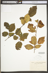 Corylus cornuta var. cornuta