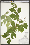 Corylus cornuta var. cornuta