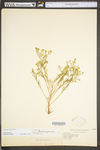 Lepidium virginicum var. virginicum