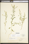 Lepidium virginicum var. virginicum