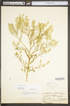 Lepidium virginicum var. virginicum