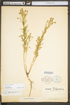 Lepidium virginicum var. virginicum