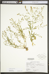 Lepidium virginicum var. virginicum