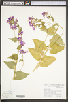 Lunaria annua