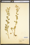 Barbarea vulgaris