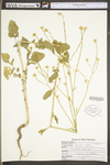 Brassica nigra