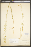 Camelina microcarpa