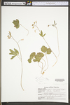 Cardamine angustata