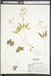 Cardamine angustata