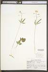 Cardamine angustata