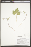 Cardamine angustata