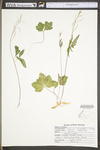 Cardamine angustata