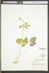 Cardamine angustata