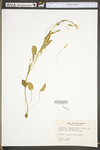 Cardamine bulbosa