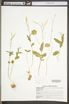 Cardamine bulbosa