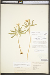 Cardamine concatenata