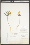 Cardamine concatenata