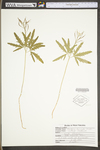 Cardamine concatenata