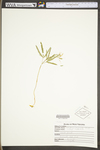 Cardamine concatenata