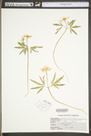 Cardamine concatenata