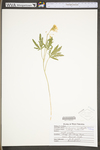 Cardamine angustata