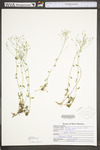 Draba ramosissima