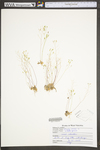 Draba verna