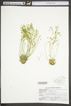 Draba verna