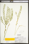 Lepidium densiflorum var. densiflorum