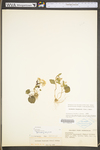 Cardamine Douglassii (Torr.) Britt