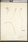 Callitriche heterophylla ssp. heterophylla