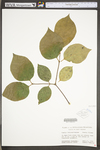 Calycanthus floridus var. floridus