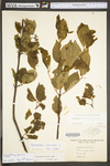 Calycanthus floridus var. floridus