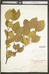 Calycanthus floridus var. floridus