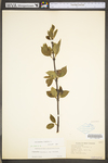 Calycanthus floridus var. floridus