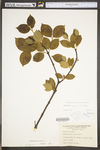 Calycanthus floridus var. floridus