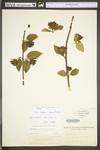 Calycanthus floridus var. glaucus