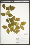 Calycanthus floridus var. floridus