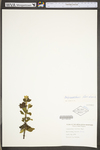 Calycanthus floridus var. floridus