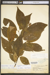 Calycanthus floridus var. glaucus