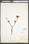 Calycanthus floridus var. floridus