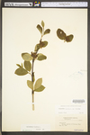 Calycanthus floridus var. floridus