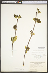 Calycanthus floridus var. floridus