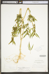 Cannabis sativa ssp. sativa var. sativa