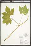 Humulus japonicus