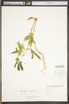 Cannabis sativa ssp. sativa var. sativa