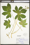 Humulus japonicus