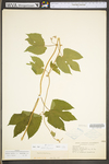 Humulus lupulus var. lupuloides