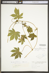 Humulus japonicus